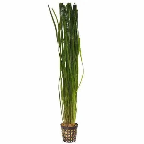 Tall green plant in a brown pot.