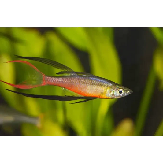 Threadfin rainbowfish.