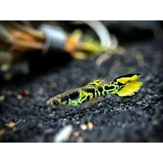 Vibrant yellow and black guppy.