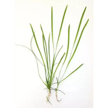 Green aquatic plant with roots.