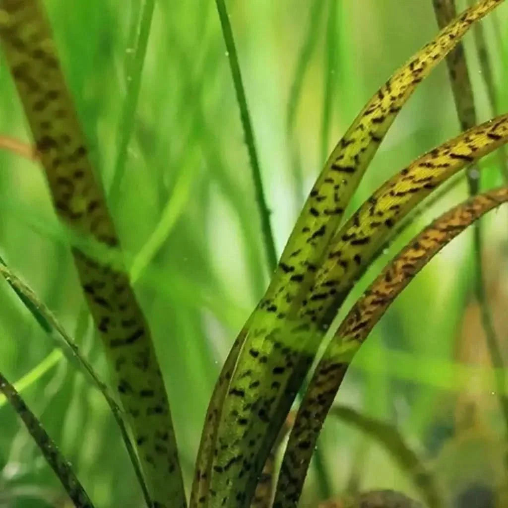 Spotted aquarium plant.