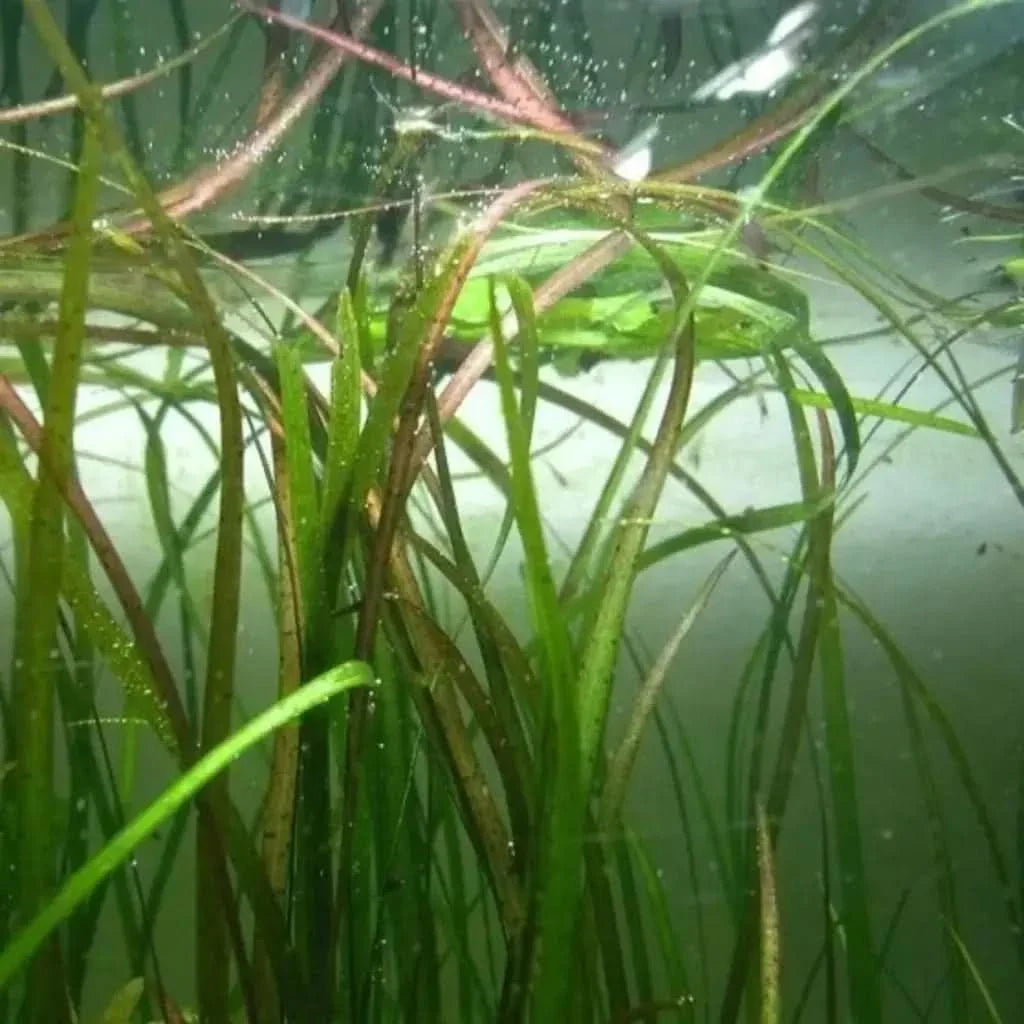 Aquatic plant with long, slender leaves.