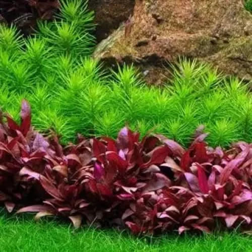 Aquatic plant arrangement.
