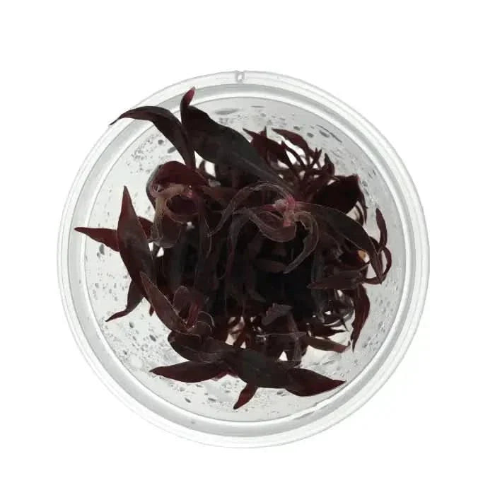 Dark red aquatic plant in a clear container.
