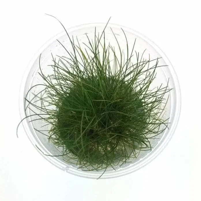 Clump of green grass in a clear container.