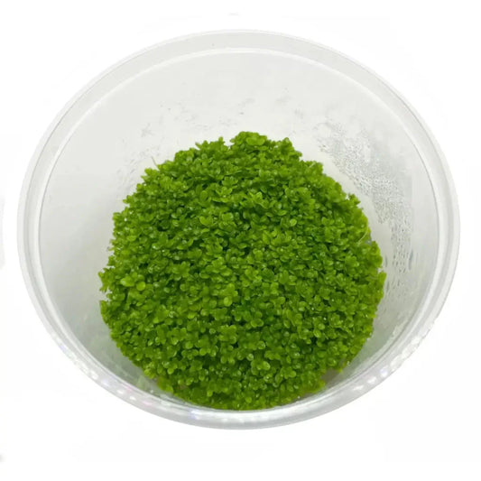Tissue Culture - HC Cuba
