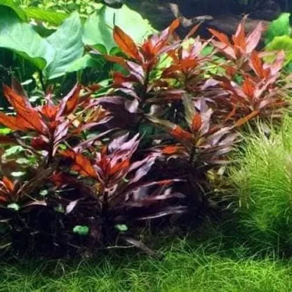 Red aquatic plants.