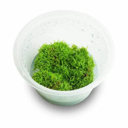 Tissue Culture - Riccia Fluitans