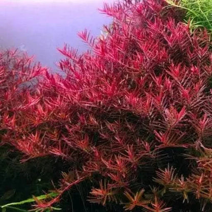 Vibrant red aquatic plant.