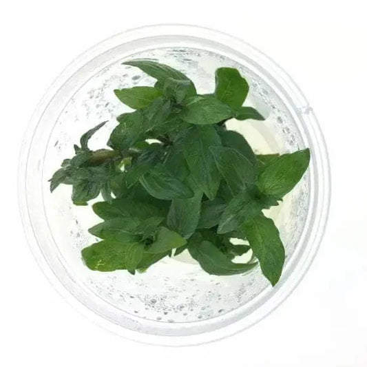 Tissue Culture - Staurogyne Repens