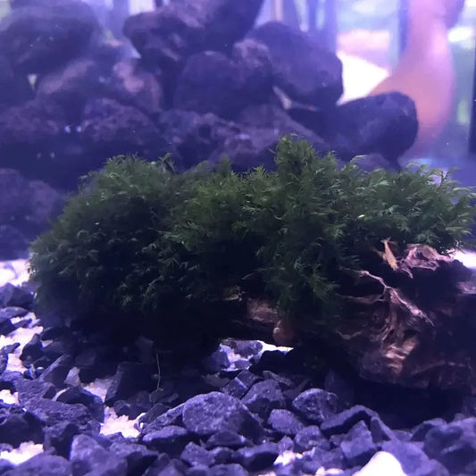 Us Fissiden Moss