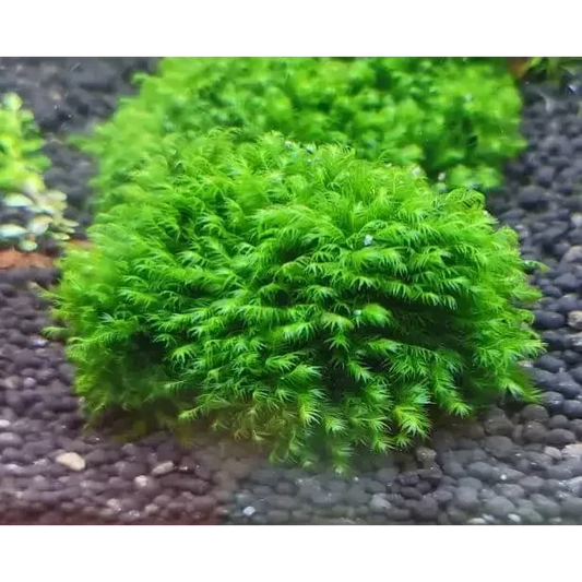 Bright green aquatic moss clump.
