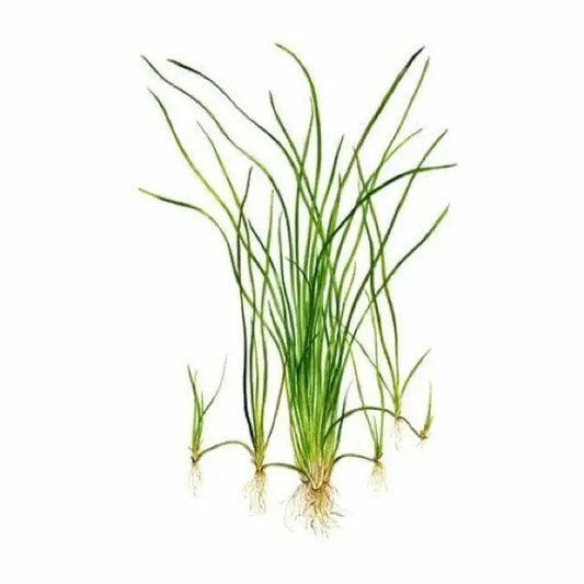 Vallisneria Nana Bunch