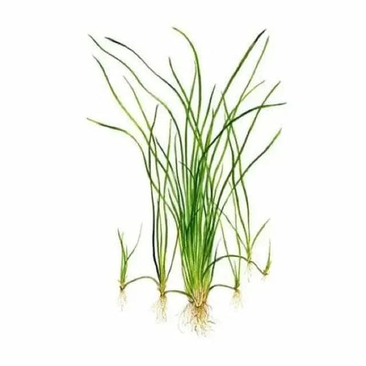 Green aquatic plant with roots.