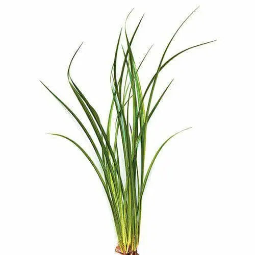 Vari Lime Rush - Bunch