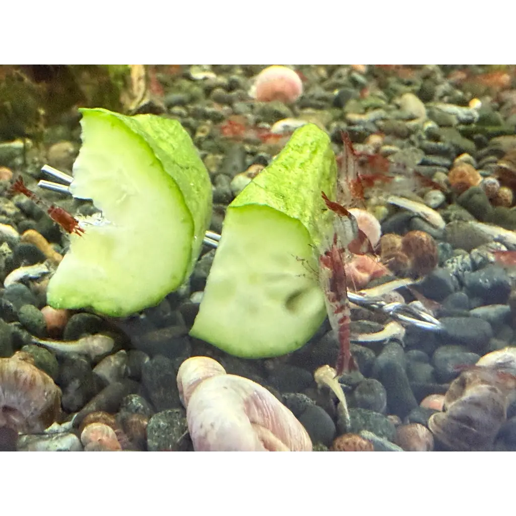 Cucumber slice with green rind and white flesh, placed on pebbled substrate.