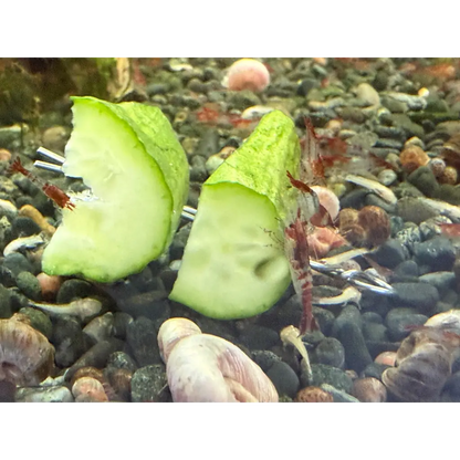 Cucumber slice with green rind and white flesh, placed on pebbled substrate.