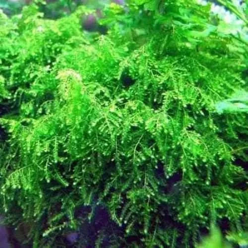 Lush green aquatic moss.