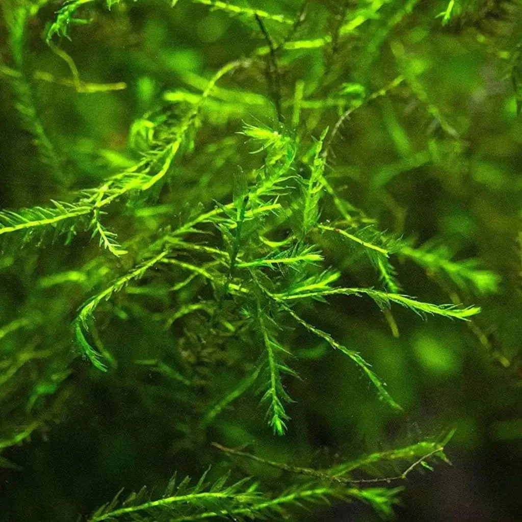 Bright green aquatic moss.
