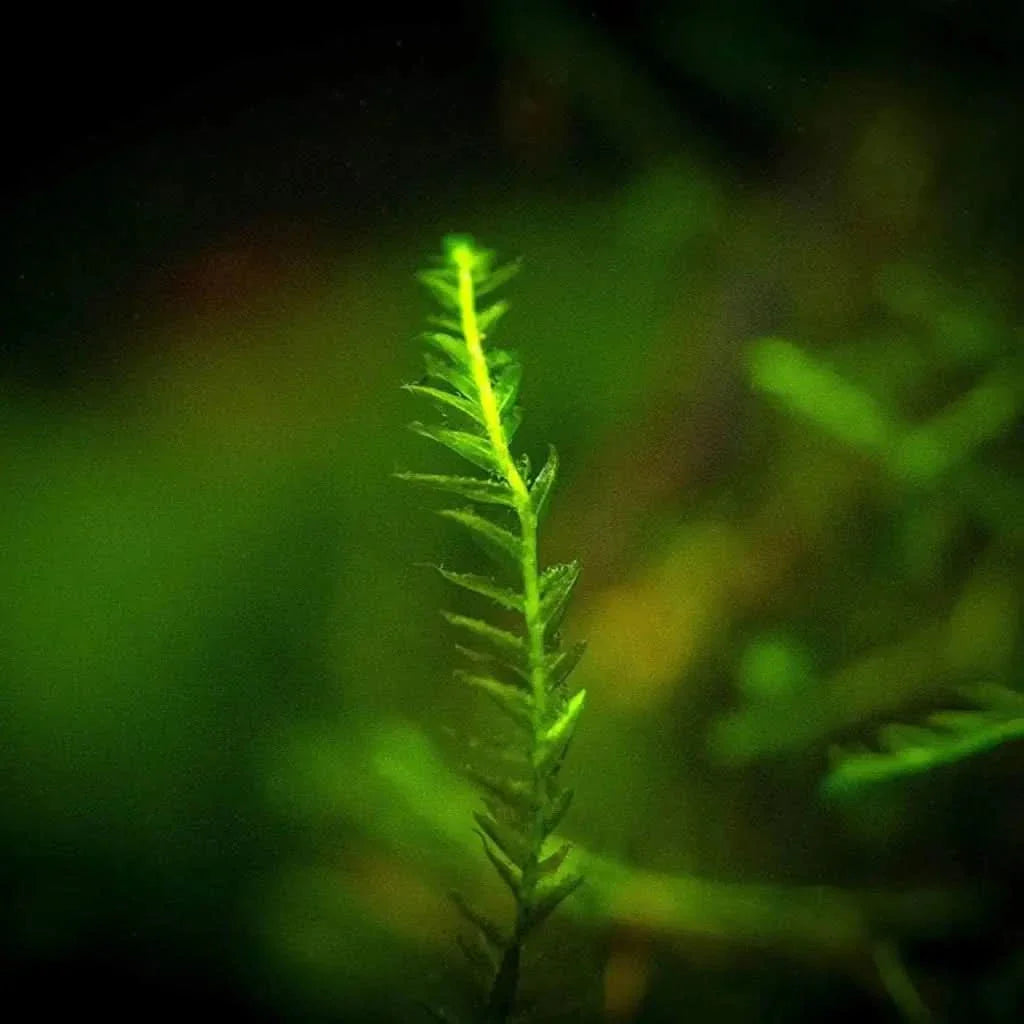 Vibrant green moss sprig.