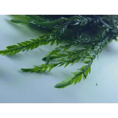 Green, feathery plant sprigs.