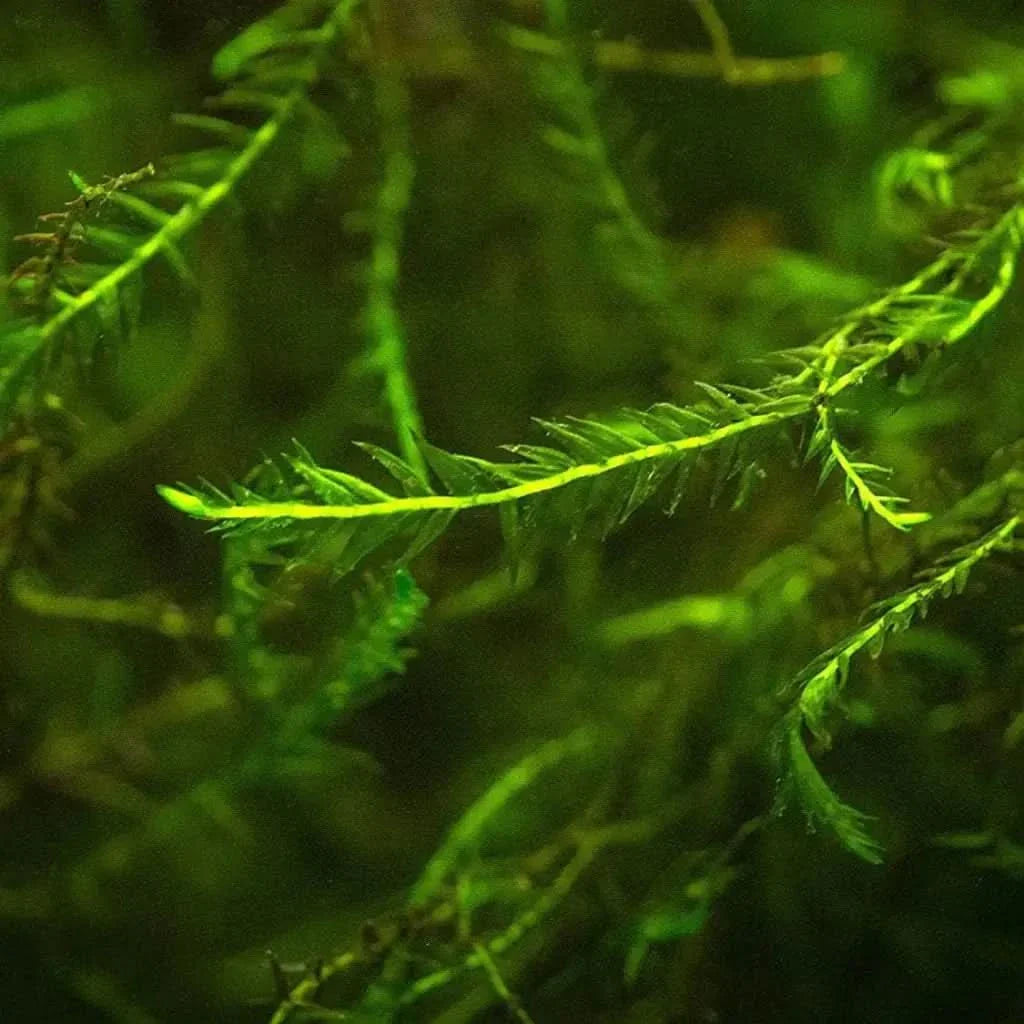 Lush green aquatic moss.