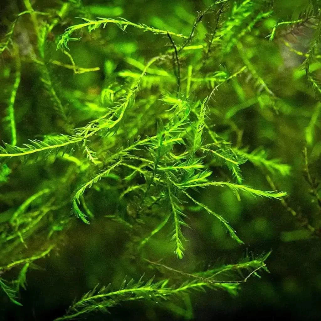 Bright green aquatic plant.