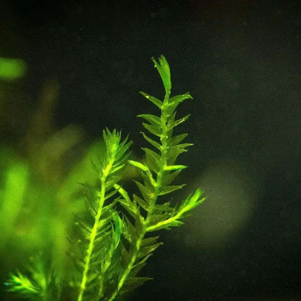 Bright green aquatic plant.