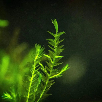 Bright green aquatic plant.