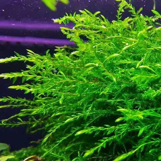 Lush green aquatic plant.
