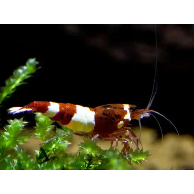 Red and white crystal shrimp.