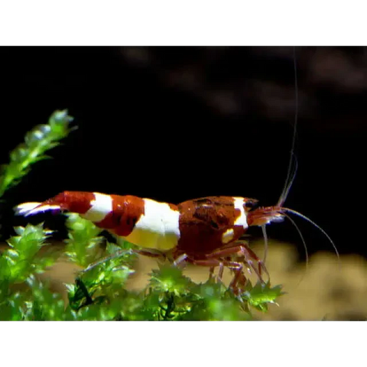 Red and white crystal shrimp.