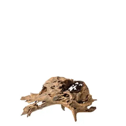 Wizard Wood 20cm