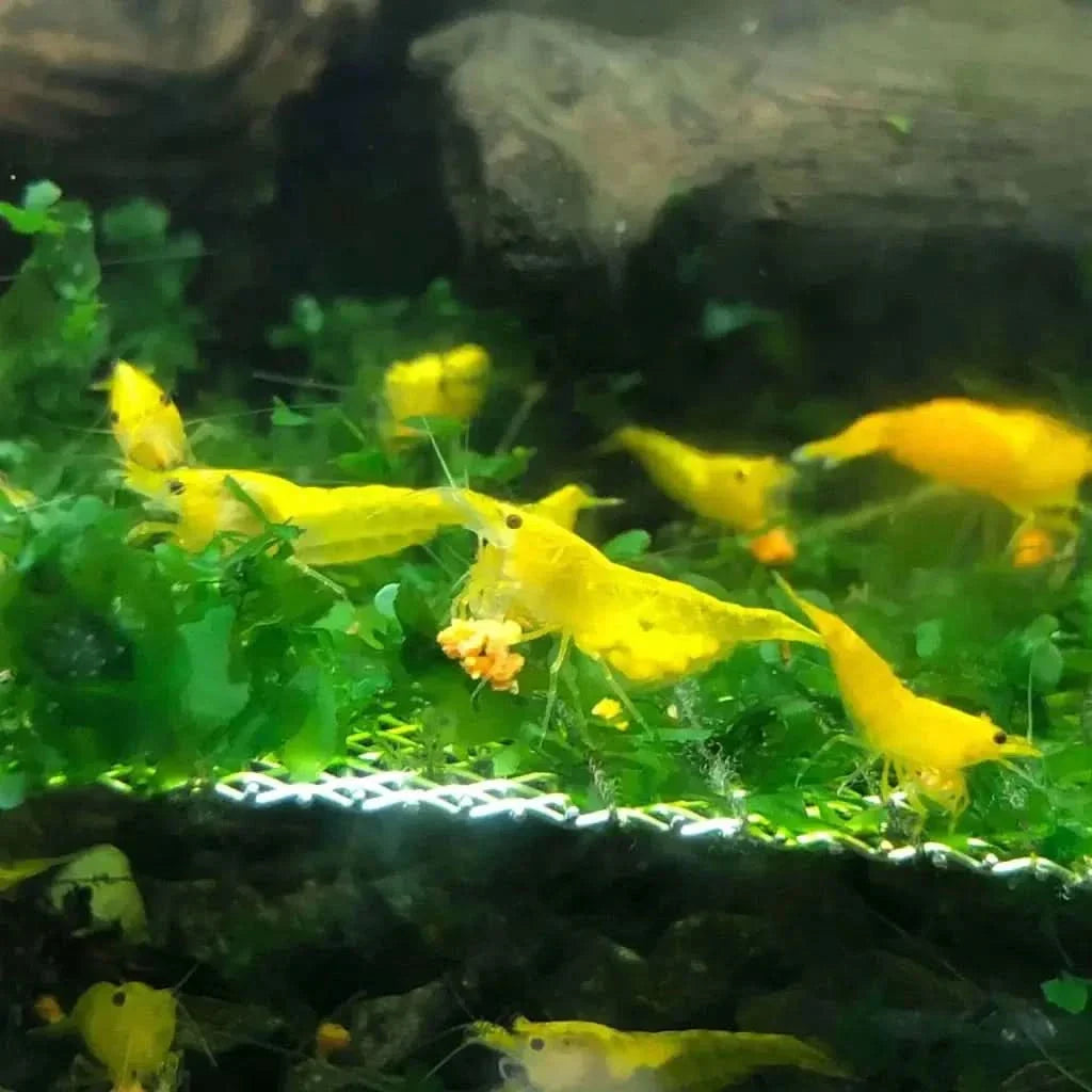 Yellow shrimp with eggs.