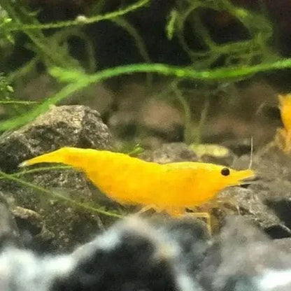 Vibrant yellow shrimp.