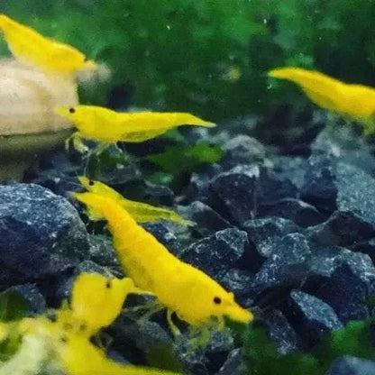 Vibrant yellow shrimp.