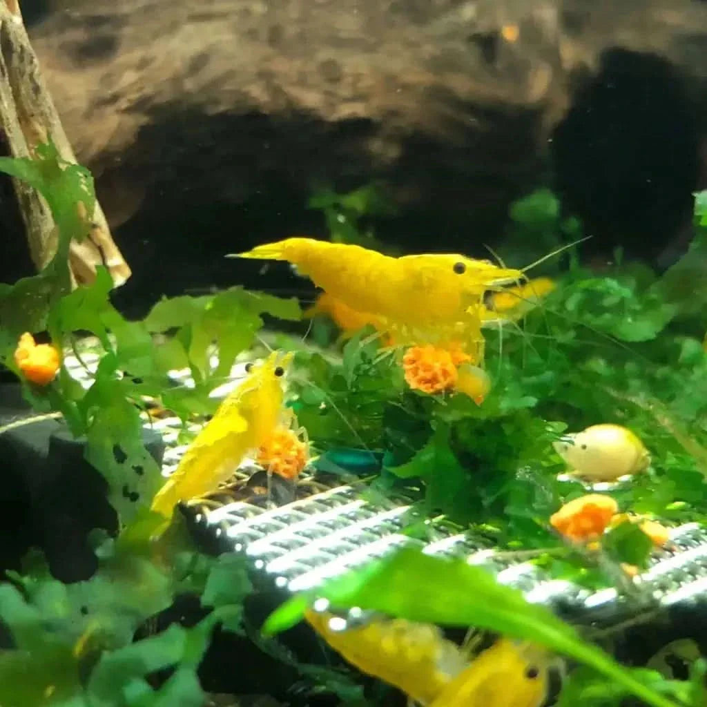 Yellow shrimp carrying eggs.