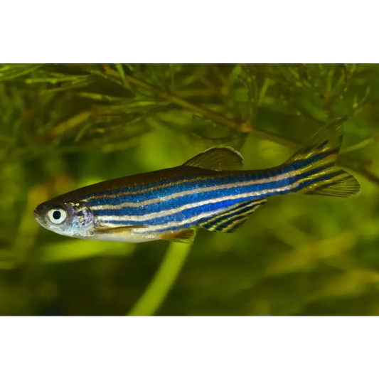 Zebra danio fish with blue and silver stripes.